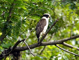 The laughing falcon (Herpetotheres cachinnans), also called the snake hawk (erroneously, since it is not a hawk), is a medium-sized bird of prey in the falcon family (Falconidae).