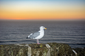Seagull at sunset outlined standing on rock, orange skies and Pacific ocean in background on Oregon coast.