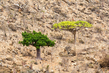 tree in the desert