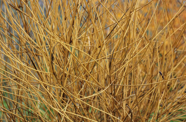Background of autumn, dry orange grass 