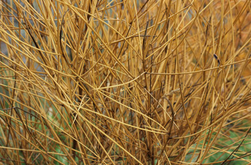 Background of autumn, dry orange grass 