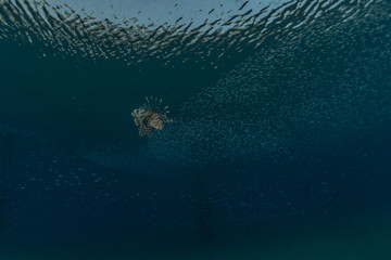 Lion fish in the Red Sea colorful fish, Eilat Israel
