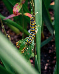 Caterpillar climbing up a plant in a garden
