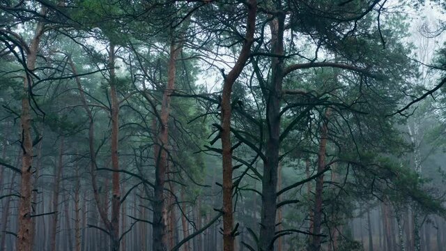Fog forest brach mist mystery weather nature park magic