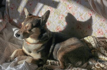 Brown dog lying on a colored sofa surrounded by bright rays of the sun and shadows 