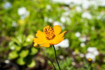 A beautiful, yellow cosmos sulphureus or sulfur cosmos flower growing against a green, blurred nature background.