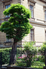 Fototapeta na wymiar Baum vor einem Haus
