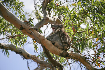 Sleepy koala yawns sitting on  branch of eucalyptus