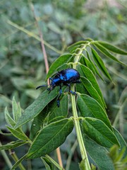 bug on a leaf