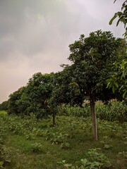 mango tree in the field