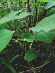 rain drops on a leaf