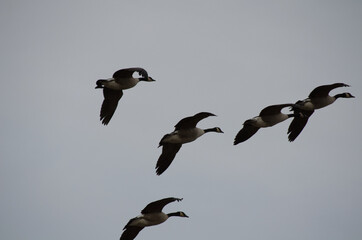 Canadian Geese in the Air