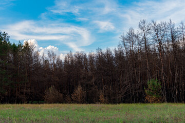 Fototapeta na wymiar Coniferous forest one year after the fire. Coniferous trees burned down during a fire against a background of green grass. The problem of forest fires.
