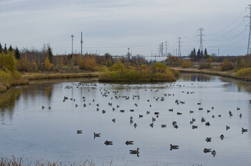 A Flock of Canadian Geese in Pylypow