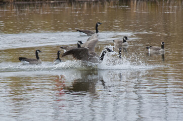 Canada Goose coming in for a Landing