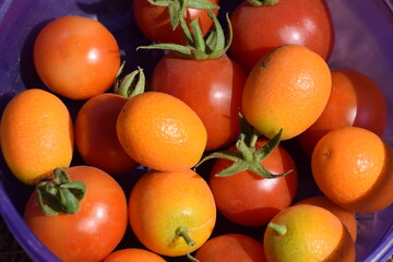 tomates