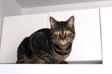 Domestic Tabby, Part Bengal, Poses High Up Near Ceiling