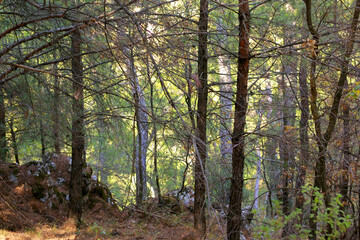 trees in the forest in autumn