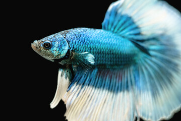 Beautiful male Siamese fighting fish (Betta splendens), 'Blue Butterfly Halfmoon' variant, close up