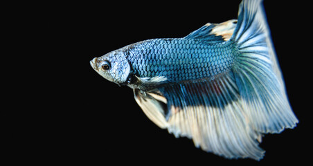 Beautiful male Siamese fighting fish (Betta splendens), 'Blue Butterfly Halfmoon' variant