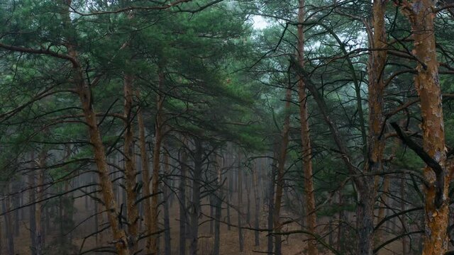 Fog forest brach mist mystery weather nature park magic