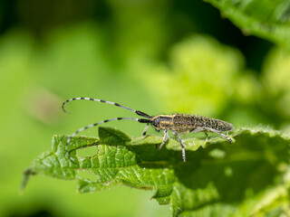 Golden-bloomed grey longhorn beetle - Agapanthia villosoviridescens