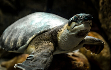 Obraz premium Pig-nosed turtle (Carettochelys insculpta) swimming underwater