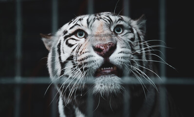 White Bengal tiger (Panthera tigris tigris) in captivity, looking suspicious behind the bars