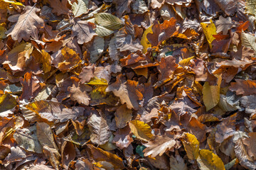 Autumn leaves on the ground