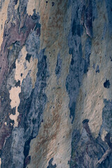 Textured Gum tree Bark euqualipt for background or screen saver