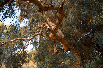 Very large eucalyptus trees in the park on a sunny day