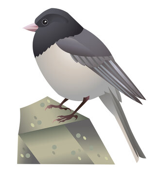 Realistic vector illustration of Dark-Eyed Junco bird standing on a rock covered in moss. Winter bird drawing. Ornithological illustration.