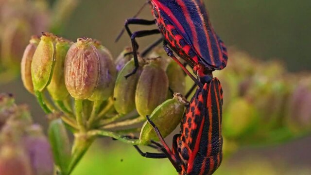 Macro view of shield bug mating. Graphosoma lineatum.
