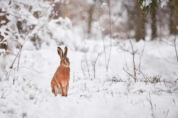 European Hare in the snowy forest (Lepus europaeus).