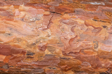 Close up textured detailed conifer bark