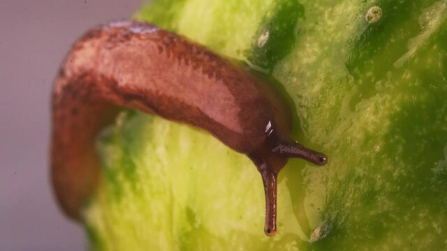 Macro shot of slug crawling on green cucumber.