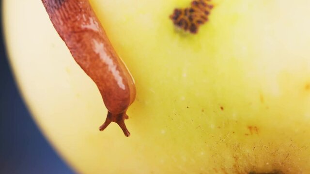 Macro shot of slug crawling on apple.