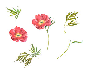 Set elements of watercolor flower peony on white background. Illustration for design.