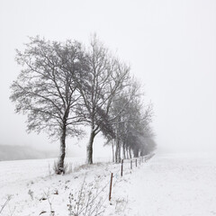 Fototapeta na wymiar Schnee und Nebel vermischen sich in dieser Winterlandschaft