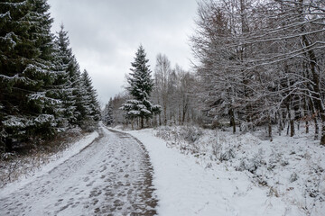Fototapeta premium Winterlandschaft im Wald