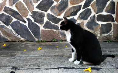 A black and white cat is sitting in front of the wall.