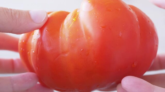 Female Hands Rotates a Genetically Modified Huge Red, Ripe Tomato. Artificially grown vegetable on pesticides, transgenes, chemistry with signs of mutation, decay. Concept of genetic engineering, GMO.