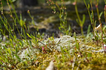 Detail of a small forest stand. Moss and horsetails.