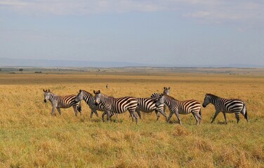 Fototapeta zebras in Masai Mara obraz