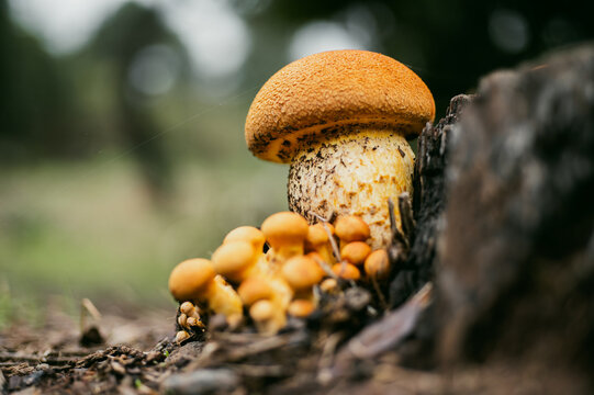 Brown Leccinum with pinheads on ground