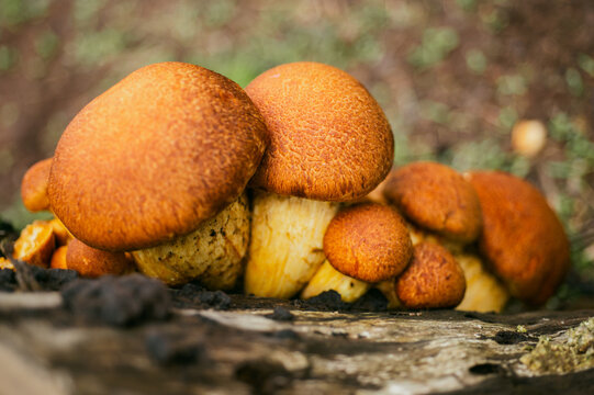 Brown Leccinum with pinheads on ground