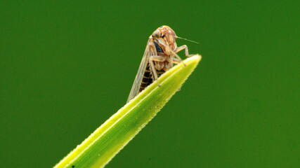 Brown leafhopper on a blade of grass in Cotacachi, Ecuador