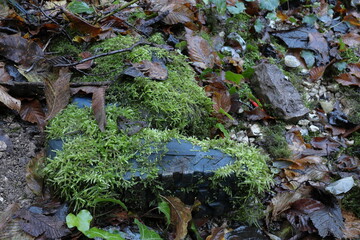 old snow boots abandoned in the woodland semi covered by luxuriant green musk - environmental pollution concept