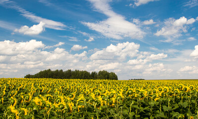 Sunflower field with cloudy blue sky.