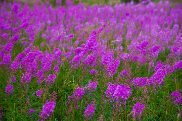 field of lavender - 474065826